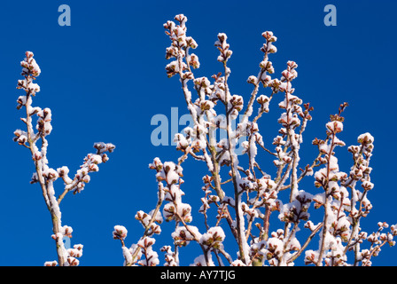 Rare neige de printemps des bâtons pour Flowering Cherry des branches d'arbre dans un jardin dans Cheshire England United Kingdomscenic Banque D'Images