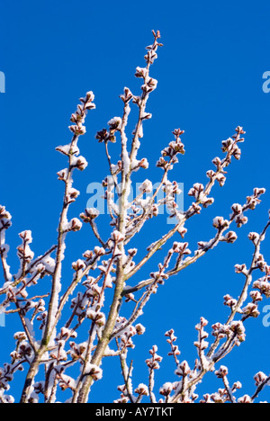 Rare neige de printemps des bâtons pour Flowering Cherry des branches d'arbre dans un jardin dans Cheshire England United Kingdomscenic Banque D'Images