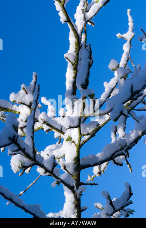 Rare De La neige colle à Apple des branches d'arbre dans un jardin dans Cheshire England Royaume-Uni Banque D'Images