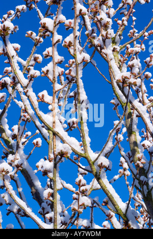 Rare neige de printemps des bâtons pour Flowering Cherry des branches d'arbre dans un jardin dans Cheshire England United Kingdomscenic Banque D'Images