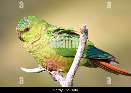 Perruche (Austral Austral ou Conure aussi Perruche Émeraude), Parc National Torres del Paine, Patagonie, Chili Banque D'Images