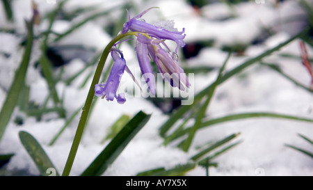 Crédit photo DOUG BLANE bleu sous la neige dans la région de Woburn Sands woodlands Buckinghamshire Banque D'Images