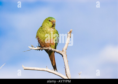 Perruche (Austral Austral ou Conure aussi Perruche Émeraude), Parc National Torres del Paine, Patagonie, Chili Banque D'Images