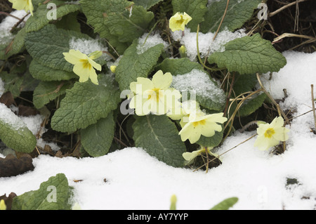 Primevères Primula vulgaris dans la neige Mars Norfolk UK Banque D'Images