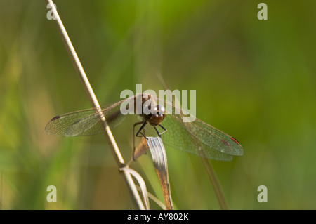 (Sympetrum vulgatum dard vagrant) Banque D'Images