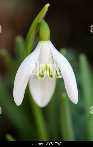 Snowdrop commun, Galanthus rivalis, Suisse Banque D'Images