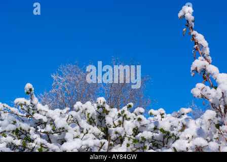 Rare De La neige colle aux branches d'aubépine et haie Escallonia dans un jardin dans Cheshire England Royaume-Uni Banque D'Images