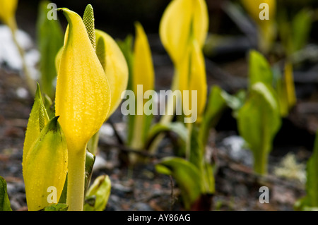 Western Lysichiton (Lysichiton americanus), également appelé Lysichiton jaune ou Swamp Lantern Banque D'Images