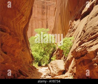 Emplacement isolé et canyon Canyon Long box elder Burr Trail Grand Staircase Escalante National Monument Utah USA Banque D'Images