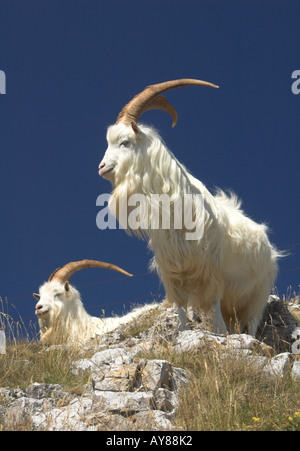 Les chèvres cachemire sur le Great Orme, Llandudno, au nord du Pays de Galles. Banque D'Images