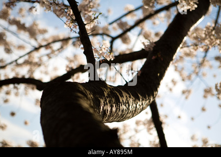 Les fleurs de cerisier accrocher au-dessus de l'eau au cours de l'Assemblée Cherry Blossom Festival le mercredi 2 avril 2008 à Washington, DC. Banque D'Images