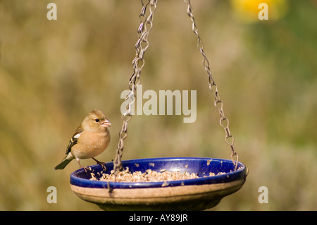 (Fringilla coelebs Chaffinch femelle) Banque D'Images