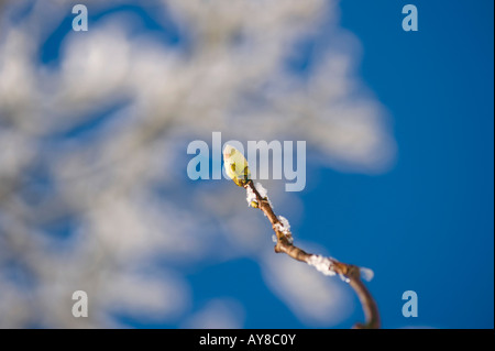 Acer pseudoplatanus. Sycamore Tree branches et bourgeons couverts de neige contre un ciel bleu. UK Banque D'Images