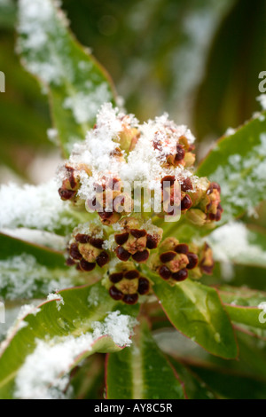 APRIL SNOW SUR EUPHORBIA MELLIFERA FLEURS Banque D'Images