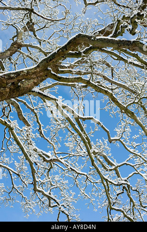 La neige a couvert Oak tree against a blue sky. Oxfordshire, Angleterre Banque D'Images
