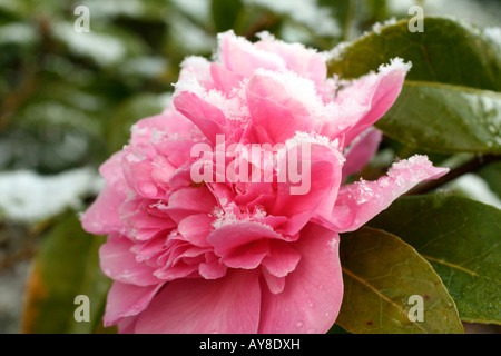 La neige AVRIL SUR Camellia x williamsii DEBBIE FLEURS Banque D'Images