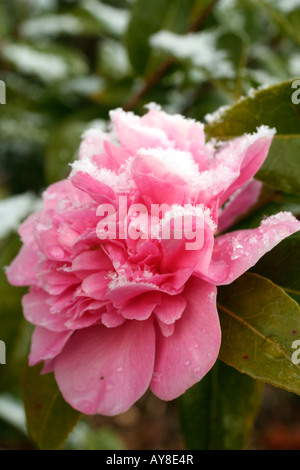 La neige AVRIL SUR Camellia x williamsii DEBBIE FLEURS Banque D'Images