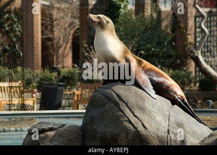 Lion de mer au soleil au zoo de Central Park Banque D'Images