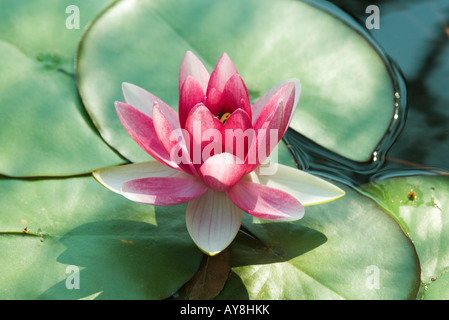 Water Lily en étang, close-up Banque D'Images