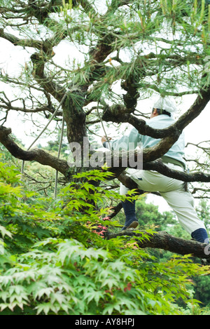 Jardinier assis dans arbre, low angle vue arrière Banque D'Images