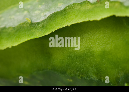 L'aloe vera, extreme close-up Banque D'Images