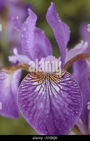 Iris sibirica 'Papillon' (iris de Sibérie) Banque D'Images