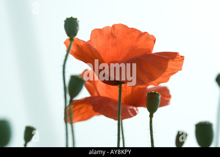 Coquelicots, close-up Banque D'Images