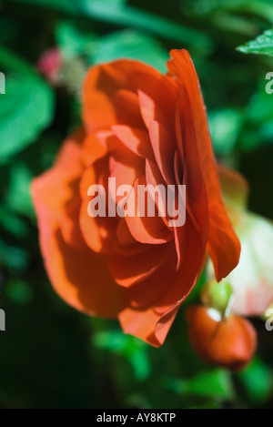 Begonia fleur, close-up Banque D'Images