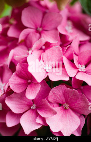 L'Hydrangea flowers Banque D'Images