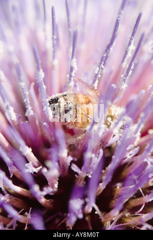 Abeille sur fleur de chardon, extreme close-up Banque D'Images