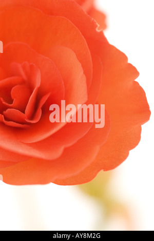 Begonia fleur, close-up Banque D'Images