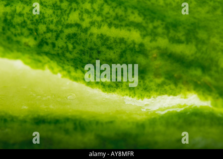 L'aloe vera, macro shot Banque D'Images