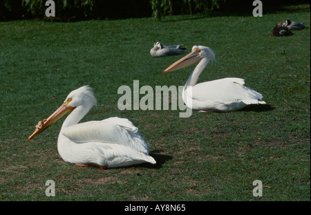 St James Park, Londres, deux pélicans blancs sur la pelouse Banque D'Images