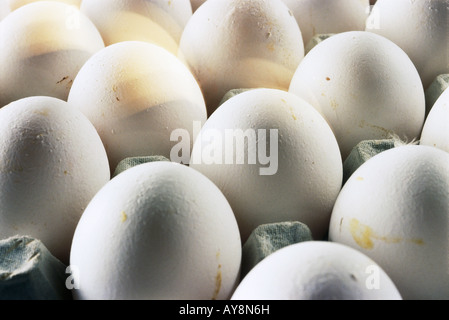 Oeufs en carton, close-up Banque D'Images