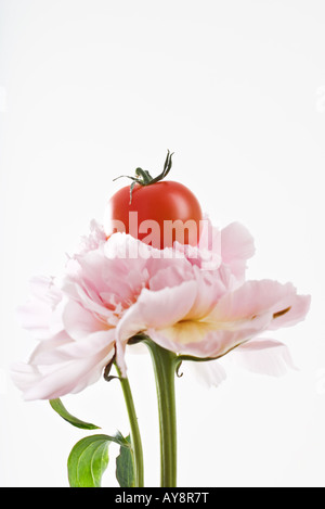 Tomate cerise reposant sur pink carnation, close-up Banque D'Images