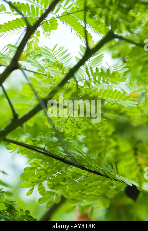 Les branches et les feuilles de mimosa, close-up Banque D'Images