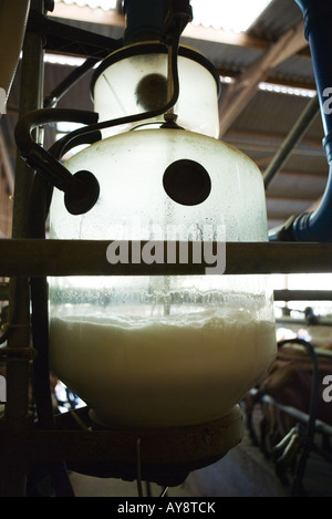 La collecte de lait dans la machine à traire Banque D'Images