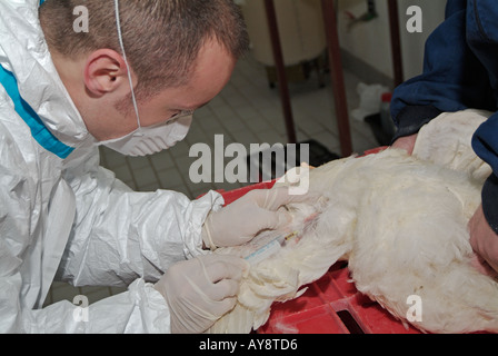 Ministère de l'Agriculture Vétérinaire prélevant un échantillon de sang de poulet Cobb pour tester pour le virus H5N1 de la grippe aviaire Banque D'Images
