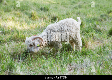 Dans la zone de pâturage de chèvres angora Banque D'Images