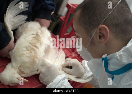 L'EFP en prenant un échantillon de sang d'un poulet de Cobb pour tester pour le virus H5N1 de la grippe aviaire Banque D'Images