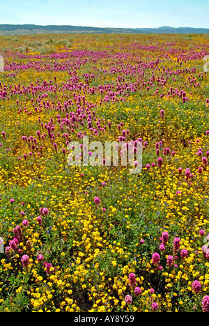 Domaine de fleurs sauvages en fleurs sous le soleil de Californie du sud, coquelicots CA Lancaster Banque D'Images