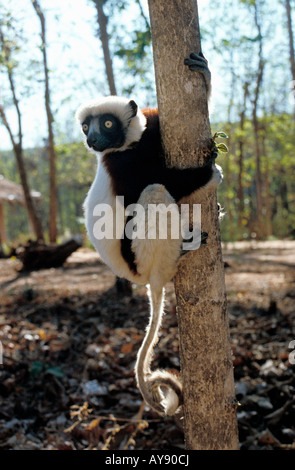 Le propitheque de coquerel Propithecus verreauxi coquereli Propithecus verreauxi coquereli Madacascar Larvensifaka accroché à un Banque D'Images