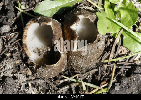 Paire de tasse de cèdres geopora sumneriana champignons à un stade précoce de la fructification Banque D'Images