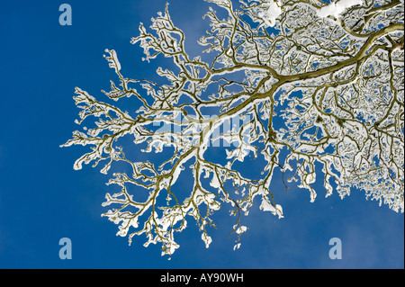 Acer pseudoplatanus. Sycamore Tree branches et bourgeons couverts de neige contre un ciel bleu. UK Banque D'Images