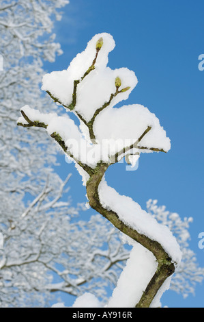 Acer pseudoplatanus. Sycamore Tree branches et bourgeons couverts de neige contre un ciel bleu. UK Banque D'Images