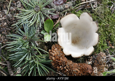 Coupe du cèdre les champignons, geopora sumneriana, avec brindille et fleur mâle de la cedar tree il est de plus en plus moins. Banque D'Images