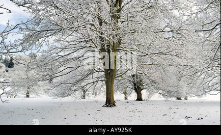 La neige a couvert des arbres dans la campagne de l'Oxfordshire. UK Banque D'Images