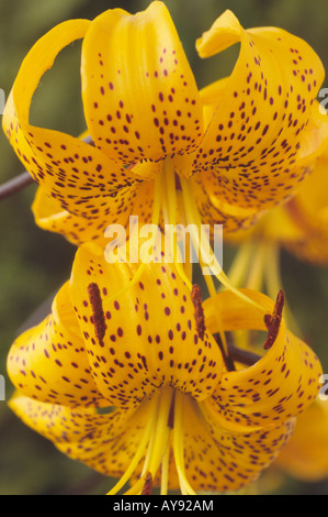 Lilium Groupe citronnelle (Lily) Division Ic hybride asiatique Banque D'Images