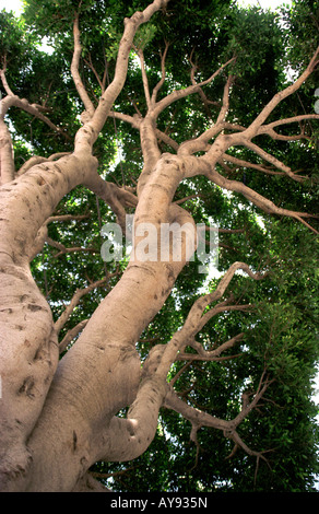 À la recherche jusqu'à un arbre à San Francisco. Banque D'Images