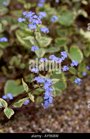 Vipérine commune de Sibérie, Brunnera macrophylla, 'Hadspen Cream', Boraginacées Banque D'Images